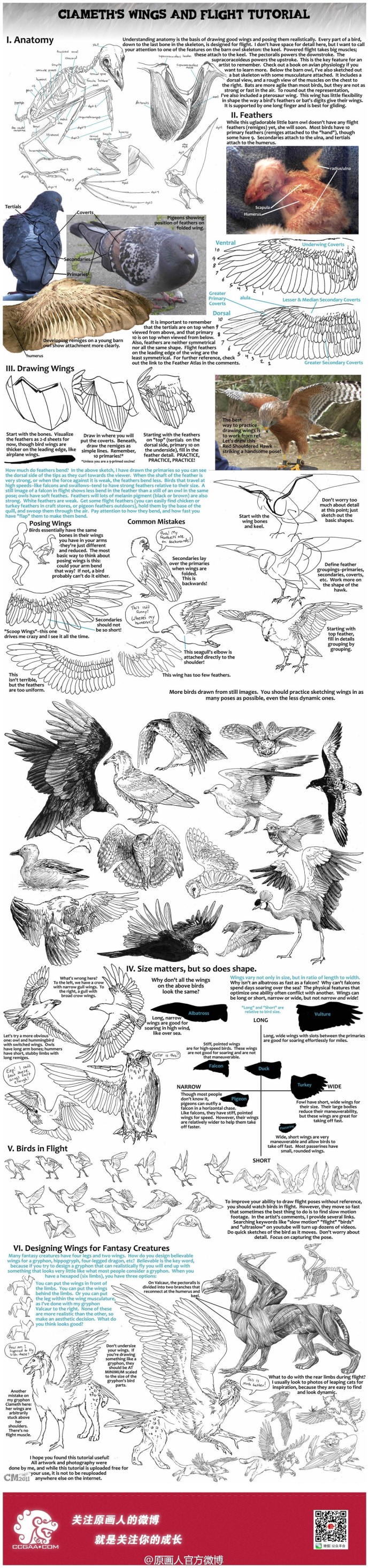 ciameth 有关鸟的翅膀绘制教程：视频则是对于翅膀动态的一个很好地参考：http://t.cn/zRf40h4
