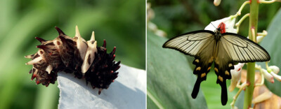 麝凤蝶 Atrophaneura alcinous（Byasa alcinous）的幼虫与成虫，幼虫表面生有大量突起。 图片来源：wikicommons