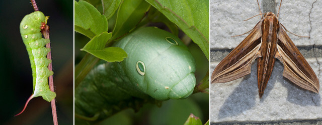 雀纹天蛾（Theretra japonica）的幼虫与双线斜纹天蛾（Theretra oldenlandiae）的成虫，幼虫头部有眼斑，显得十分可爱。