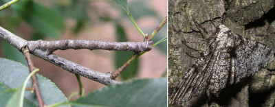 桦尺蛾（Biston betularia）的幼虫与成虫都是隐藏高手。 图片：Wiki Commons