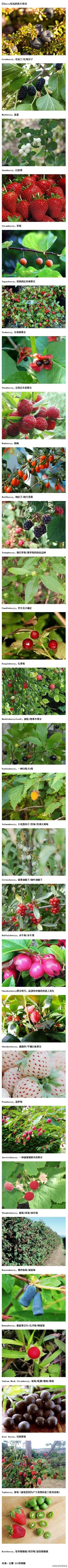 以Berry结尾的水果单词~~