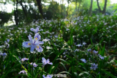 【守望珞珈校园风景摄影】四月的珞珈山，被几场大雨洗刷得格外清新。宁静中生机勃发，平淡中欣欣向荣。（守望珞珈摄于2014年4月）@武汉大学 @武汉大学研究生会 @湖北旅游 @珞珈福哥 @热头李勤