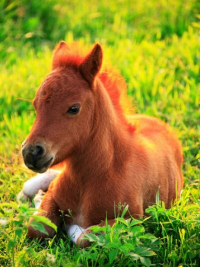 Pony