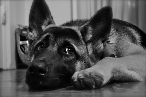 #German #Shepherd #Dog