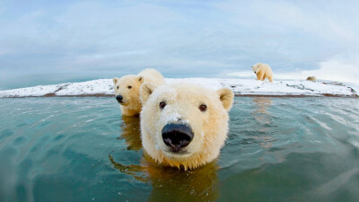 在泡澡的盗梦大熊 BernardSpitPolarBear