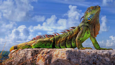 佛罗里达州的普通蜥蜴 GreenIguana