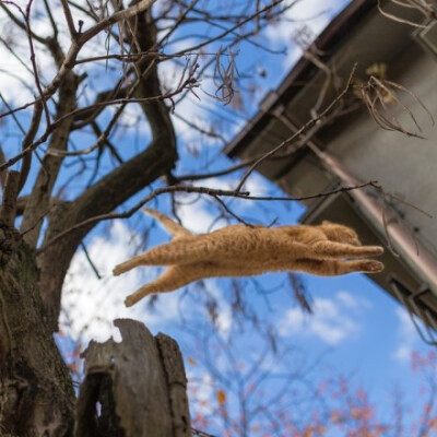 流浪猫也是神的孩子。日本是一个爱猫的国度。 处处可见流浪猫，不但人们不会将它们视作滋扰，还有很多人喂养这些流浪猫， 作者：Yokohama