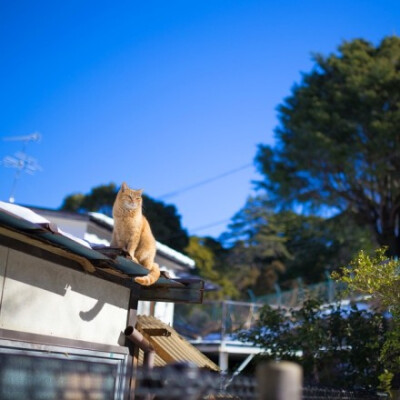 流浪猫也是神的孩子。日本是一个爱猫的国度。 处处可见流浪猫，不但人们不会将它们视作滋扰，还有很多人喂养这些流浪猫， 作者：Yokohama