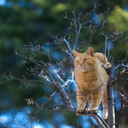 流浪猫也是神的孩子。日本是一个爱猫的国度。 处处可见流浪猫，不但人们不会将它们视作滋扰，还有很多人喂养这些流浪猫， 作者：Yokohama