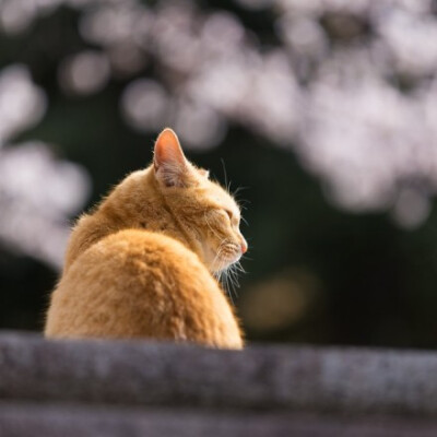 流浪猫也是神的孩子。日本是一个爱猫的国度。 处处可见流浪猫，不但人们不会将它们视作滋扰，还有很多人喂养这些流浪猫， 作者：Yokohama