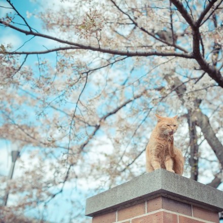 流浪猫也是神的孩子。日本是一个爱猫的国度。 处处可见流浪猫，不但人们不会将它们视作滋扰，还有很多人喂养这些流浪猫， 作者：Yokohama