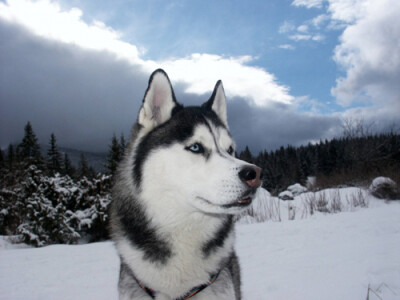 西伯利亚雪橇犬（哈士奇）
