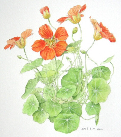 花的姿态