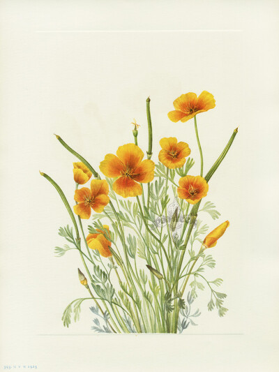 Mexican Poppy