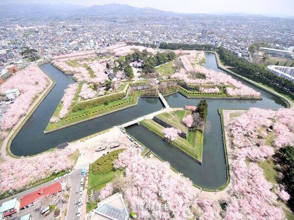 旅游：北海道的春天，函馆五稜郭公园樱花开。 目前（4月30日）五稜郭公园、函馆公园及市内的主要景点开花程度为7分开，预计满开要等到5月5日左右。