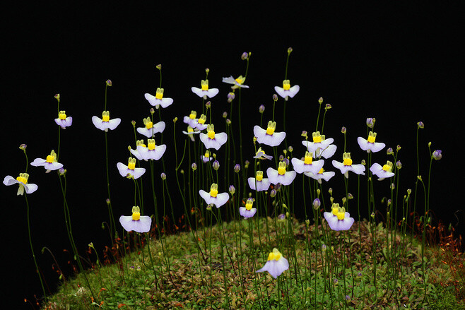 双鳞片狸藻（学名：Utricularia bisquamata）为狸藻属一年生小型食虫植物。其种加词“bisquamata”来源于拉丁文“bi-”和“squama”，意为“两个鳞片”，指其许多植株花朵的花冠上具两个鳞片。