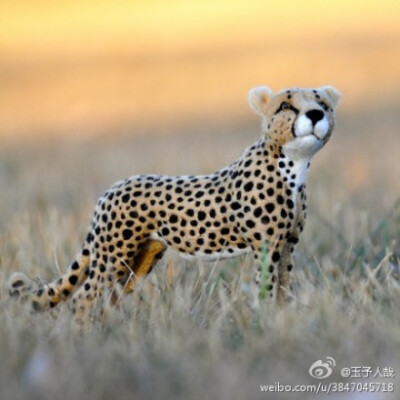 Teresa Perlenerg's lifelike woolfelted animals.Teresa Perlenerg栩栩如生的动物羊毛毡手做。