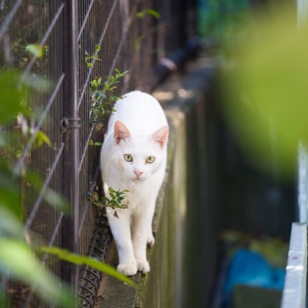 流浪猫也是神的孩子。日本是一个爱猫的国度。 处处可见流浪猫，不但人们不会将它们视作滋扰，还有很多人喂养这些流浪猫， 作者：Yokohama