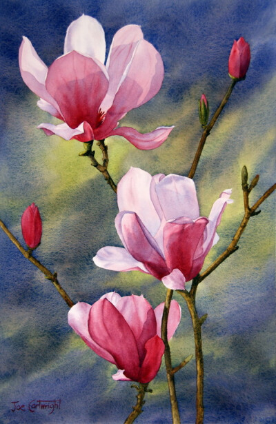 aurosanlo: JOE CARTWRIGHT Magnolias, dark background