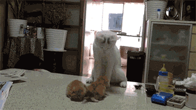 猫妈妈教小奶猫打架，果然女汉纸是要从小开始培养的么？