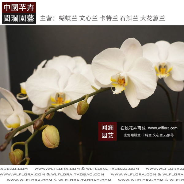 蝴蝶兰 V3盆花 大白花 带花 白花黄心 婚庆用花 闻澜园艺