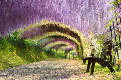 日本紫藤隧道 (Wisteria Tunnel, Japan)