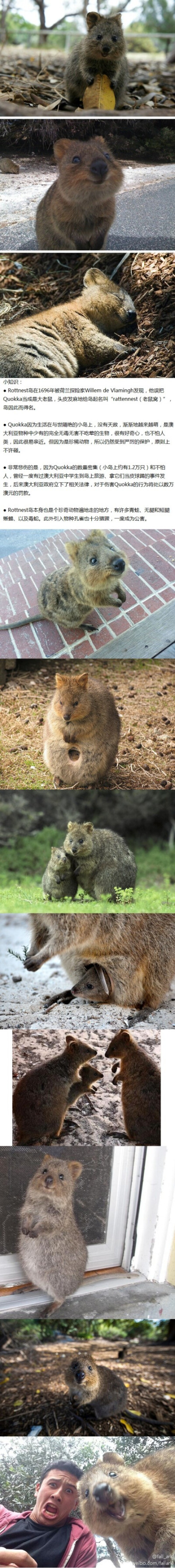 更多神萌的短尾矮袋鼠（Quokka） 澳大利亚Rottnest岛特产，@宝榛的动物园儿ww 曾经发过一个合集（http://weibo.com/1560021134/zo81NzTXg），我再加几张最近的新图和动图