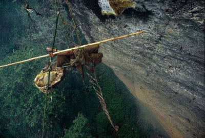 纪实摄影：喜马拉雅悬崖蜂