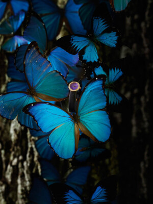 大蓝闪蝶  蓝闪蝶（学名：Morpho menelaus）又名蓝摩尔福蝶，是蛱蝶科闪蝶属中最大的一个物种，是一种热带蝴蝶。科名来自希腊词“Morph”，为美神维纳斯的名字，意味着美丽、美观。蓝色的翅膀十分绚丽，长约15厘米。成年雌蝶的翅膀上表面呈蓝色，下表面与树叶十分相似，呈现斑驳的棕色，灰色，黑色或红色。