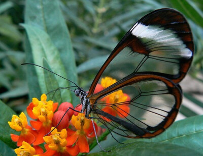 透翅蝶 【中文学名】透翅蝶 【拉丁学名】Greta oto 【别称】Glasswing Butterfly 【科蛱蝶科】Nymphalidae 从名称就一目了然其特征，但它并不是唯一拥有透明翅膀的蝴蝶，在同科之中，另有几个种类的蝴蝶，同样有着透…