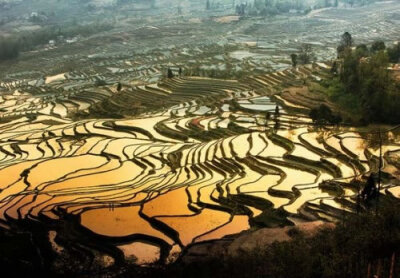 Rice Terrace by Lookingeyes