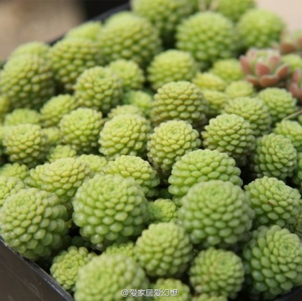 嫩嫩的多肉植物，太可爱了。。