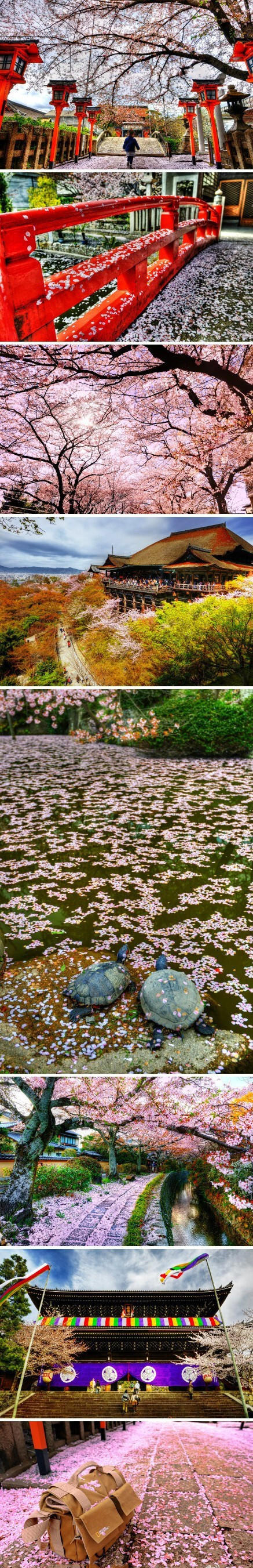 在日本，樱花树被视为是神灵的寄居场所，人们在樱花树下供奉酒和祭品来祈求风调雨顺、五谷丰登。所谓“花见”就是观赏樱花，大家会到樱花树下，开怀畅饮，品尝美食，一起度过一段欢乐的时光。春季到来，樱雪飞舞，让我们来一次浪漫的樱花之旅吧！