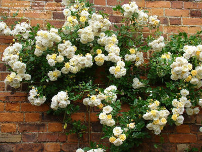 Hybrid Multiflora Rose 'Ghislaine de Feligonde'