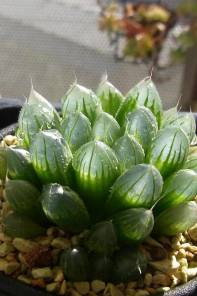 玉露 拉丁名: Haworthia cooperi var. pilifera 是百合科十二卷属植物中的“软叶系”品种。该系品种繁多，比较常见的有草玉露、玉章、姬玉露、大型玉露、毛玉露、有刺玉露等等。玉露植株玲珑小巧，种类丰富，叶色晶…