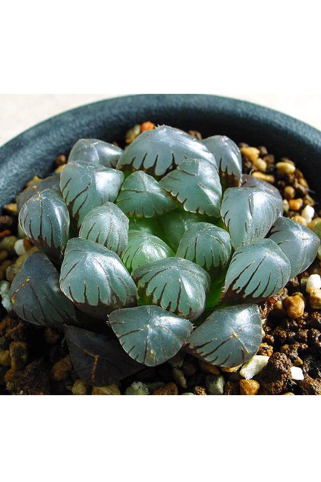 姬玉露 拉丁名: Haworthia cooperi var. truncata 百合科瓦苇属，拥有通透叶子的神秘植物，管理也十分简单，依靠室内自然光就能生长。由于多肉植物能在肥大的叶和茎中储存较多的养分，因此没有必要频繁浇水。土完全干透了再浇水就可以了。如果常常浸在水里的话，根可能会腐烂。光线过于强烈，叶片会变成灰色，这点需要注意。春秋生长季节，朝叶片少量喷雾，可以令叶片饱满透亮。夏冬季节休眠，一定要减少浇水频率。