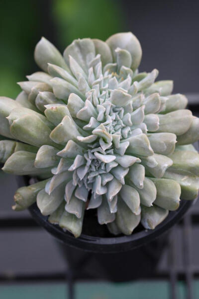 特玉莲 拉丁名: Echeveria runyonii 'Topsy Turvy' 特玉莲是一种多年生常绿的多肉植物，其原种产于墨西哥。而首个变异种产于加利福尼亚。植株丛生其自由产生分支。叶片莲座状排列，特玉莲其上被厚厚的一层白粉，叶基…