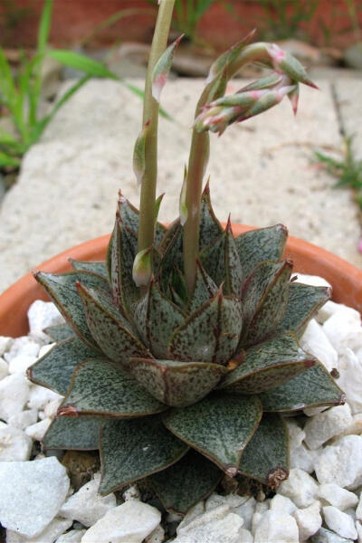 大和锦 拉丁名: Echeveria purpusorum 大和锦为景天科石莲花属多肉植物，肉质叶排成紧密的莲座状。叶片广卵形至散三角卵形，背面突起呈龙骨状，叶长3至4厘米，宽约3厘米，先端急尖。叶色灰绿，上有红褐色的斑纹。