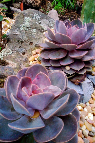 紫珍珠 Echeveria cv. perle von Nurnberg，景天科、拟石莲属。