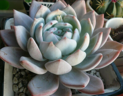 芙蓉雪莲 拉丁名: Echeveria laui x lindsayana 雪莲的杂交品种，有类似雪莲的白粉，价格却比雪莲平易近人得多。