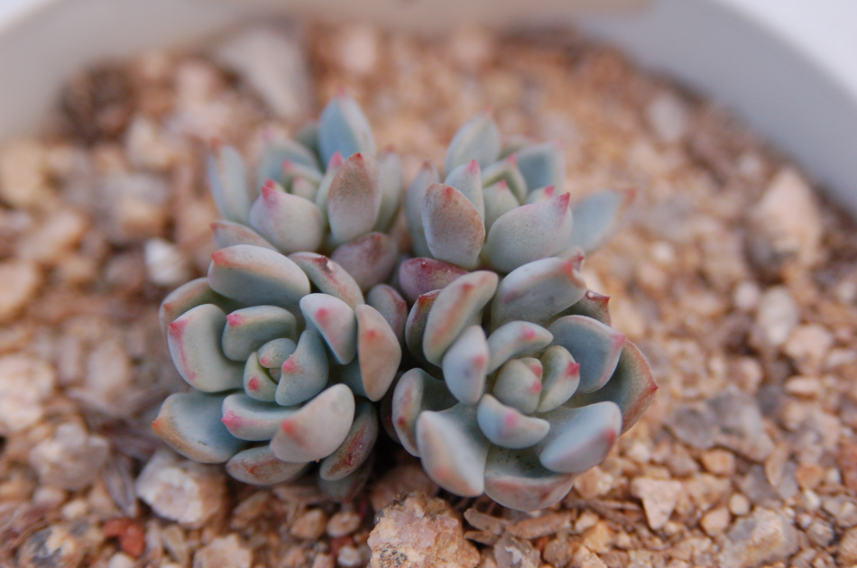 格林 拉丁名: Graptoveria 'A Grimm One'，是风车草属和石莲花属杂交种，叶片有红粉色边缘，夏季应避免暴晒，冬季可在室内向阳的环境下养护。格林繁殖可以用叶插或者扦插的方法。