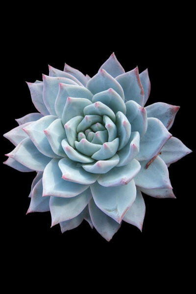 蓝鸟 拉丁名: Echeveria 'Blue Bird' 傲娇冷美人【广寒宫】爱上了大普货【皮氏石莲】，为爱走天涯的结晶--蓝鸟宝宝堪称完美，美丽厚实的蓝白色叶子加带霜的质感是许多花友的心头好。