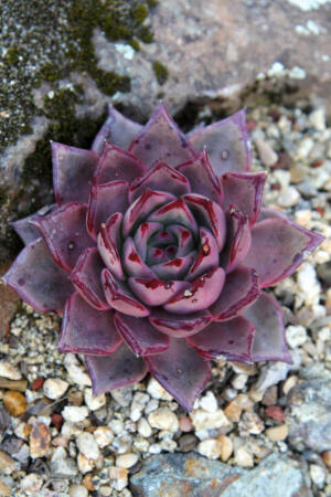 罗密欧（Echeveria agavoides ‘Romeo’）,景天科拟石莲属。是东云的一个园艺种，植株叶片肥厚，叶尖、叶面光滑有质感。常年淡紫红，新叶浅绿色，全日照下会轻微深紫红，温差大时整个叶片都是红色。易群生，当然这需要足够的时间。罗密欧春夏期开花，聚伞状圆锥花序，花序较高，小花锥状向上，花开橙红色，五瓣。