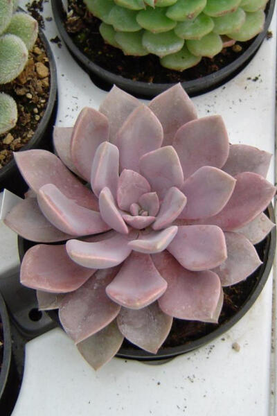 黛比 拉丁名: Graptoveria 'Debbie' 难得一年中大部分时段有红叶的种类。粉色的叶片，拥有很高的人气。夏天比较热的月份，或是日照不足，叶片将变成粉蓝色。秋冬季节，红色会加深。