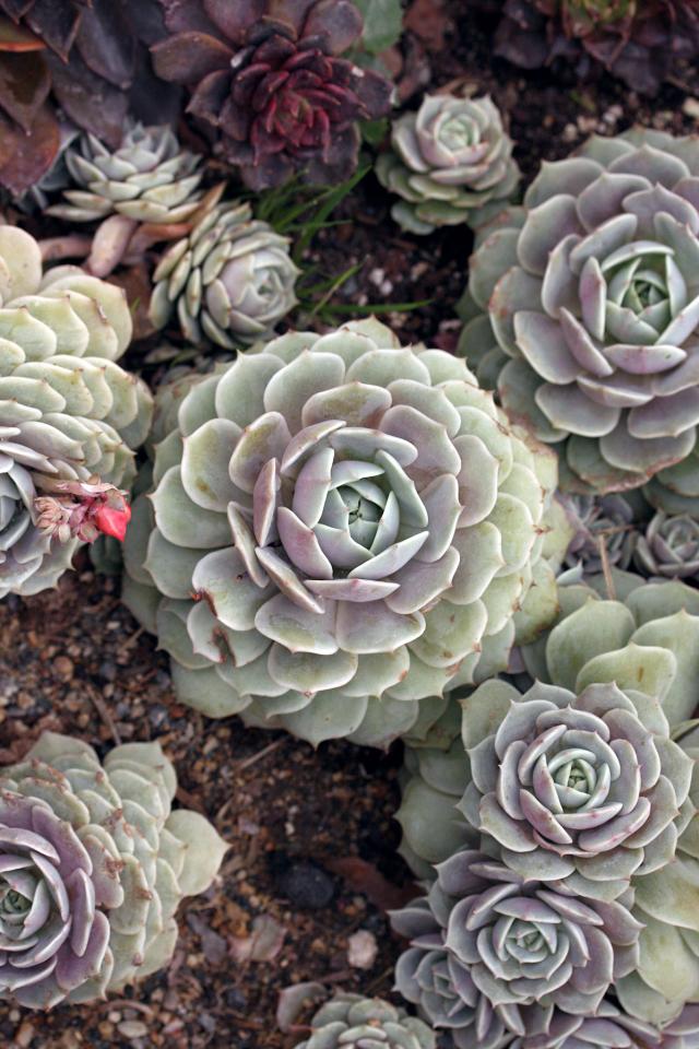 露娜莲 拉丁名: Echeveria lola 景天科拟石莲花属植物。丽娜莲和露娜莲的混种，浅灰色的叶子时而呈现蓝色、绿色，时而呈现粉紫色，且色彩层次分明，十分美丽。