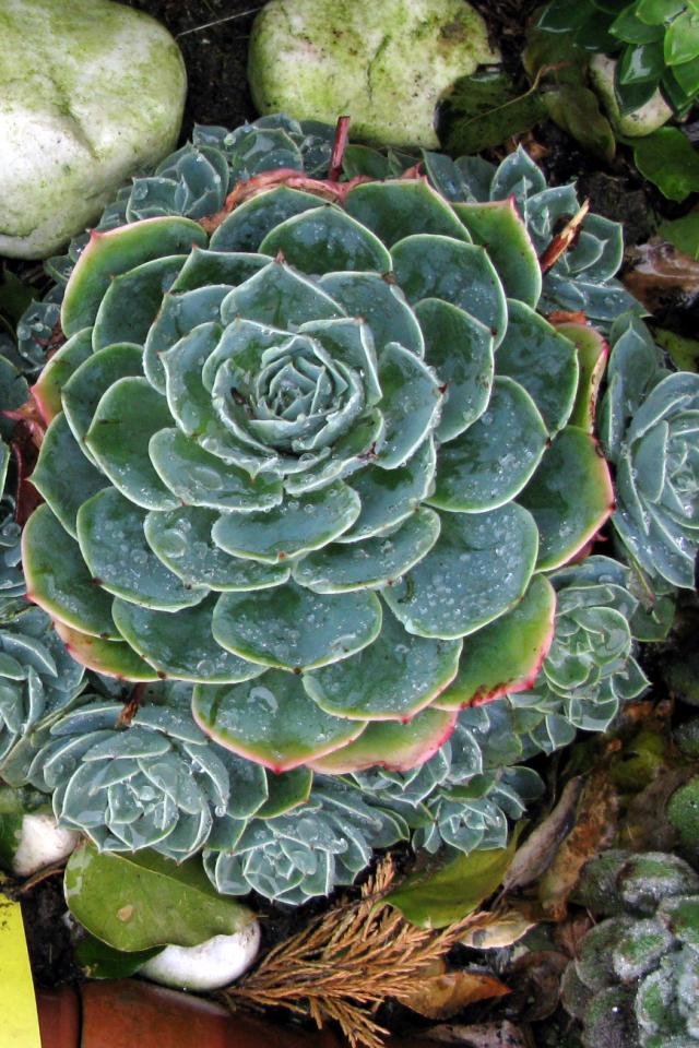 玉蝶（Echeveria secunda var. glauca），又称石莲花、宝石花、石莲掌、莲花掌、八宝掌。多年生肉质草本或亚灌木，株高可达60厘米，直径可达20厘米。叶互生，呈莲座状着生于短缩茎上，倒卵匙形，淡绿色，肉质，表面被白粉。原产地墨西哥伊达尔戈州。