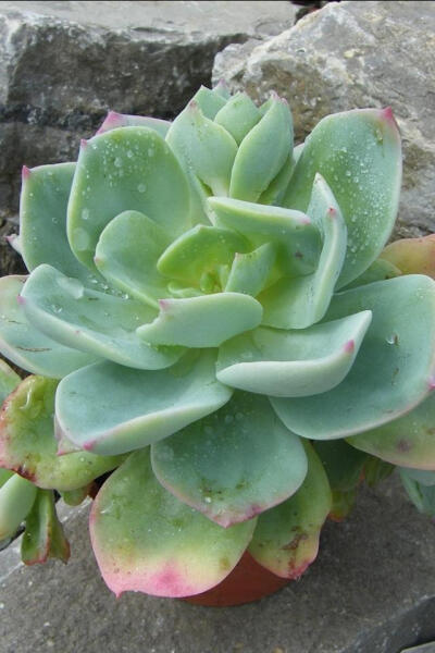 白凤 拉丁名: Echeveria cv. HAKUHOU 日本杂交出来的品种。 外形特征：景天科较大型多肉植物品种，叶面最大直径可超过20CM。叶桃形，覆盖着一层厚厚的白粉，叶缘带着一圈粉红色。叶片正常为绿色，日照时间增多会变成…