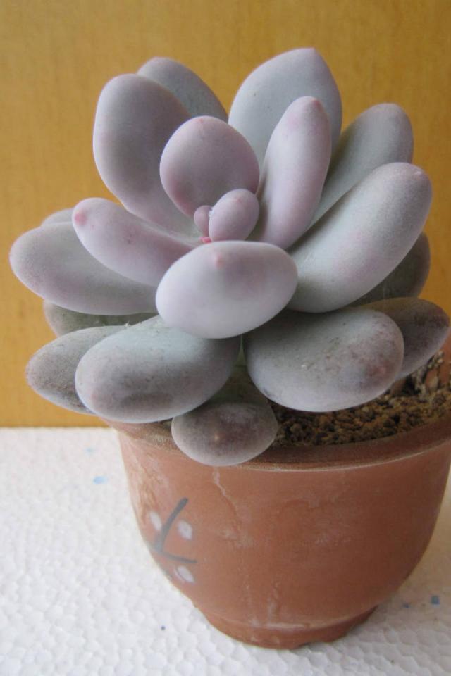 桃美人 拉丁名: Pachyphytum cv.mombuin 多年生多浆肉质草本植物。茎短，直立。叶12 - 20片，互生，排列呈延长的莲座状，肉质，倒卵形，长2-4厘米，宽、厚各2厘米左右，先端平滑钝圆，叶面光滑红润。花钟形，红色。花期夏季。