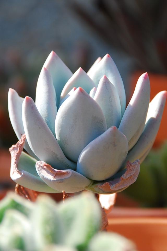 霜之朝（Echeveria sp. SIMONOASA ），景天科拟石莲花属，喜温暖、干燥和通风的环境，喜光，耐旱，耐寒、耐荫，适应力极强，不耐烈日暴晒，无明显休眠期。厚实的叶片颜色微妙，仿佛撒上了粉末，格外漂亮。叶片能在阳光充分的情况下，保持玫瑰花瓣一样的美好。