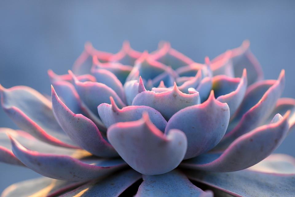 皮氏石莲花 拉丁名: Echeveria peacockii desmetiana 皮氏石莲，多肉植物，景天科，拟石莲花属，有着非常特别的粉色叶片，较少见的品种。光照不足的话，会变成蓝绿色。需要用排水透气性很好的植料种植。生长季节是春秋两季，土完全干透后再浇透水。夏季需要遮阴，并控制浇水。冬季放于室内向阳处养。